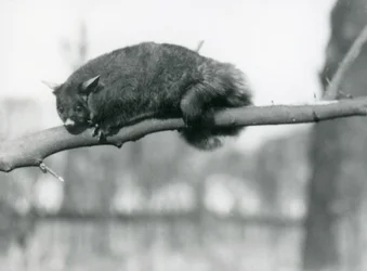 A Flying Phalanger looks down from a branch at London Zoo, c.1923